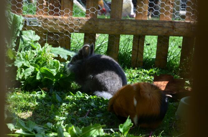 Hase Moritz und Meerschweinchen Tim und Tom
