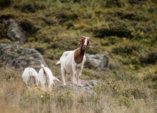 Ziegen auf der Steinbergalm in Inneralpbach