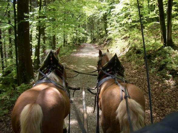 Pferdekutschenfahrt Familie Kaindl
