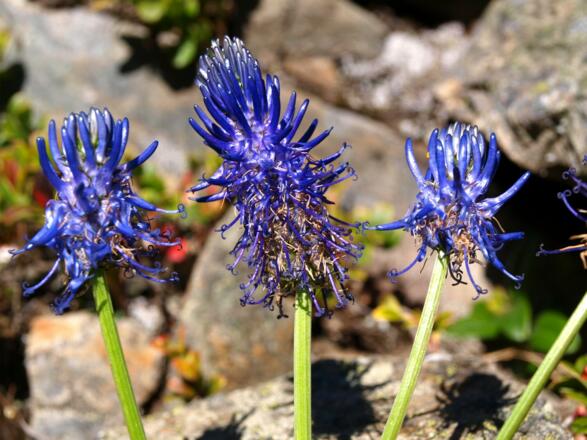 Ziestblättrige Teufelskralle