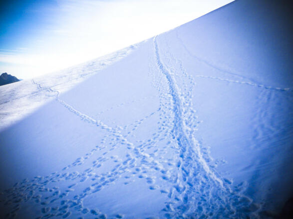 Blick auf den Sulzenauferner