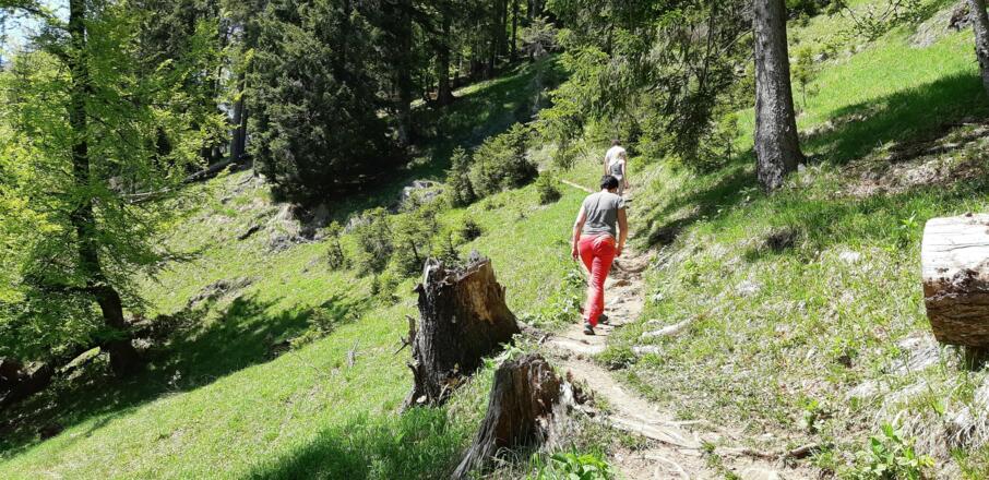 ... durch den Mischwald. Flach verläuft das letzte Wegstück ...