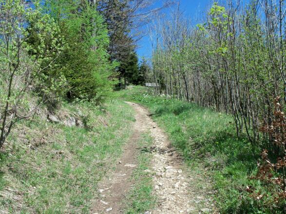 Zum Schluß wirds etwas anspruchsvoller. Auf diesem Pfad weiter zur Anton Schosser Hütte.