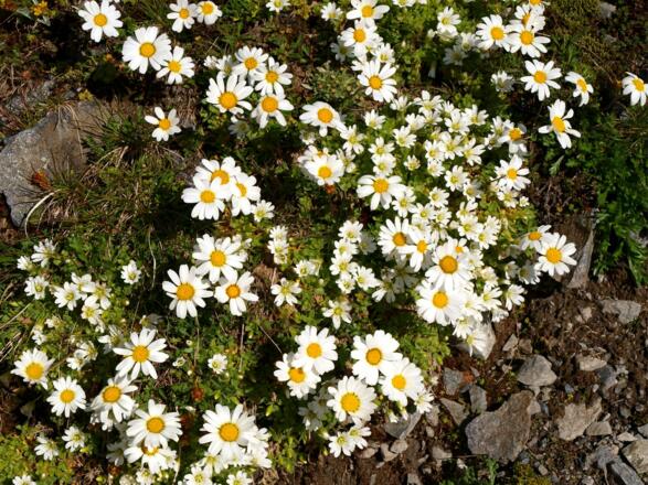 Alpen-Wucherblumen und Hornkraut am Winnebachjoch