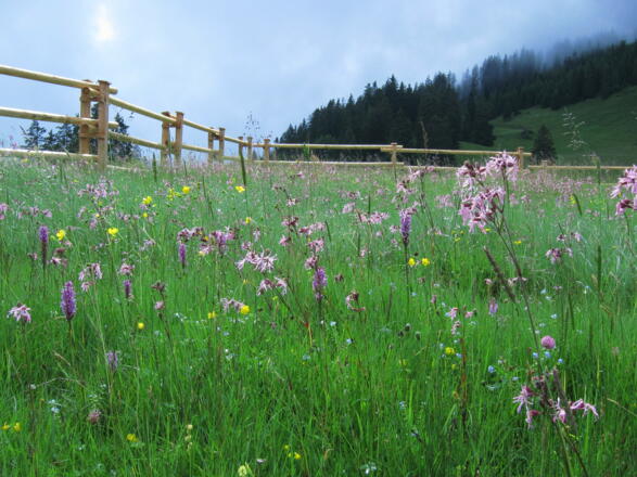 Almwiese