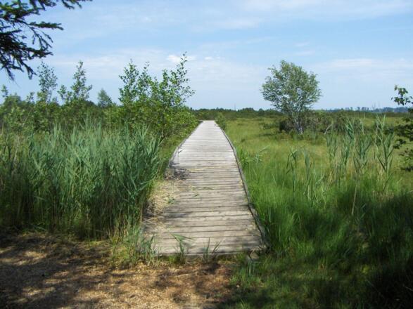 Ein Aussichtssteg führt ins Moor.
