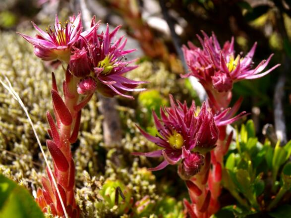Hauswurz in der Ostflanke um 2350m, Bereich Grüne Lehner