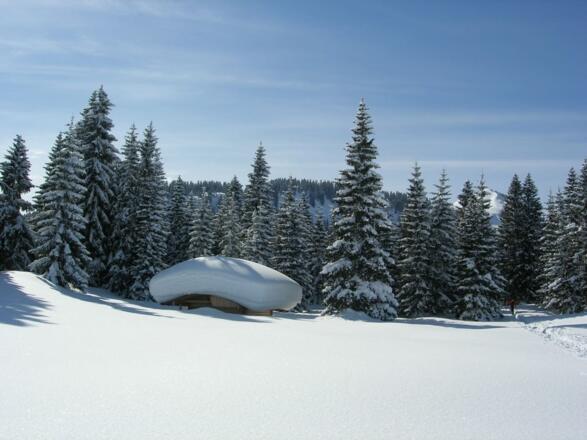 Rechts der Almhütte muss man nach dem Schischullift einen Wald durchqueren.