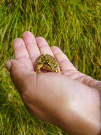 Ein Grasfrosch in gut 2600m Höhe