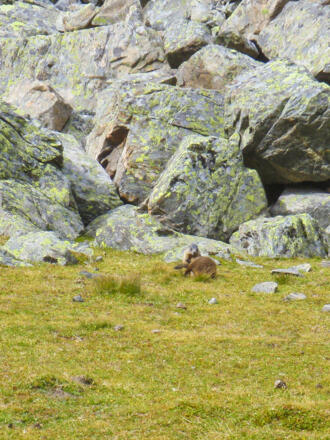 Junge Murmeltiere beim spielen