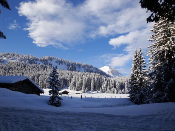 Die große Wiese der Innerlienbachalm wird in Richtung Labenberg überquert.