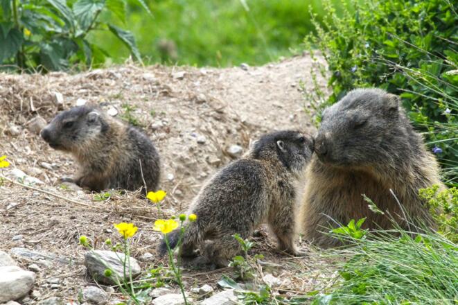 Pichlalm Murmeltiere