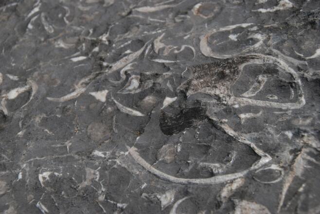 Zeitzeugen aus Stein