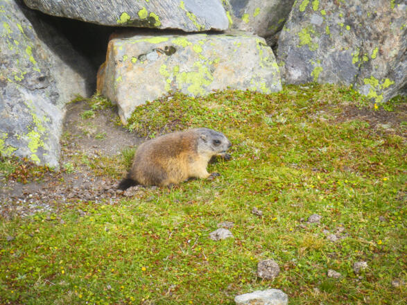 Junges Murmeltier lässt uns nah an sich ran
