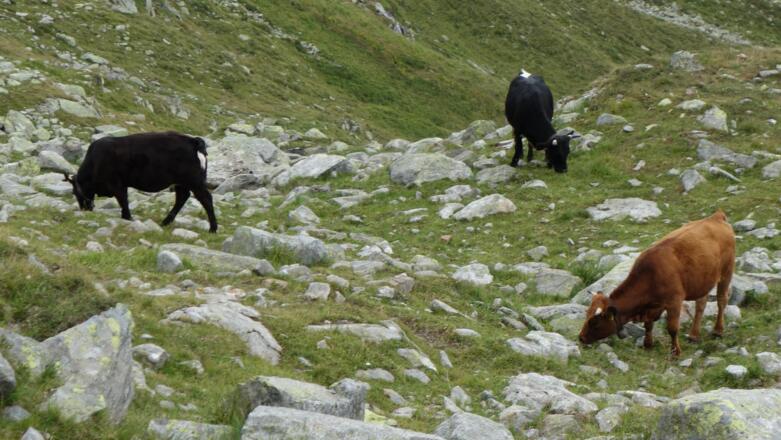 Schwarze und braune Kühe auf der Alm