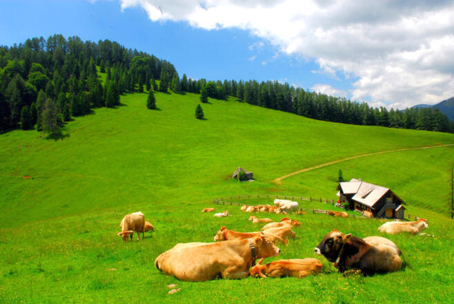 Murbodner Rinder weiden am Blahberg © Nationalpark Kalkalpen Sieghartsleitner