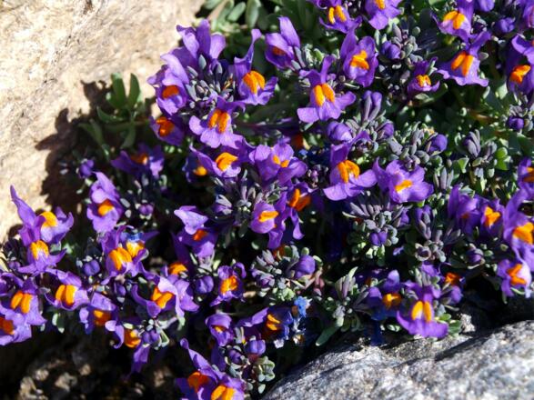 Leinkrautpolster vor dem Joch