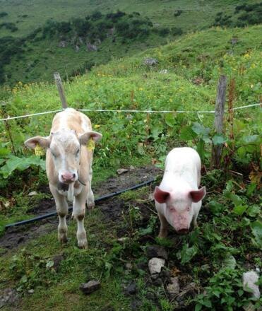 Obere Gemstelhütte Tiere