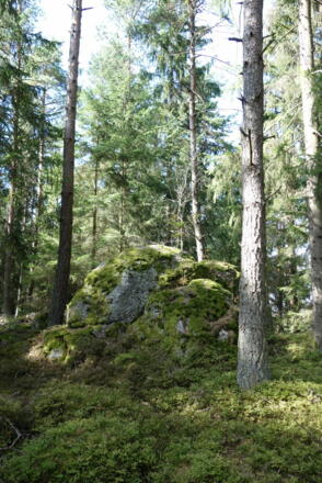 Braunberg Hauptgipfel