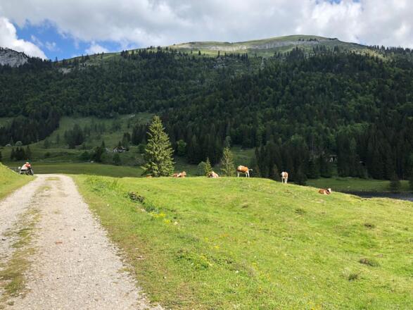 Wanderweg entlang der Kuhweiden