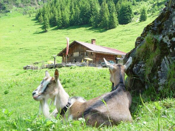 Naturalpe Gemstel-Schönesboden I