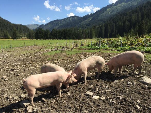 Viel Auslauf und gutes Futter für die Alpschweine der Melköde