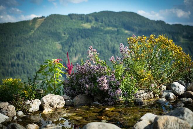 Königsbergalm Biotop