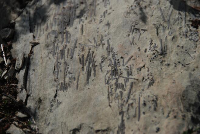 Stacheln von Seeigeln