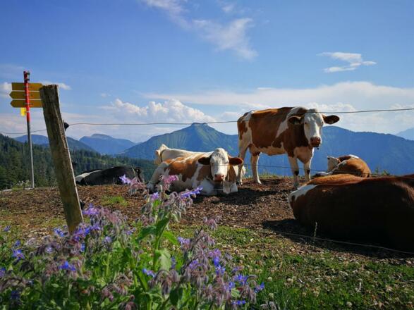Latschenalm Viehauser Kuhherde