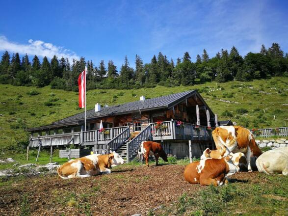 Latschenalm Viehauser Almhütte mit Kühen