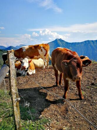 Latschenalm Viehauser Kalb