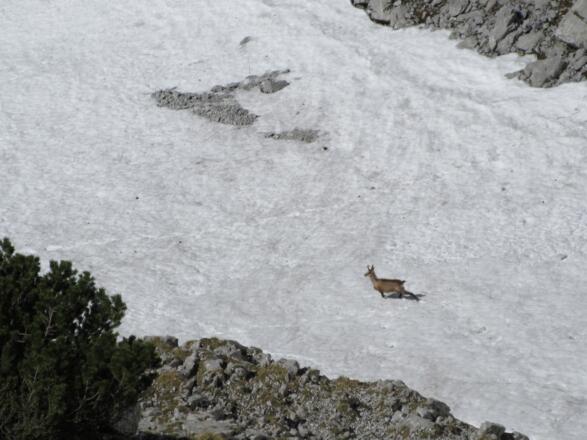 Gämse unten am Einstieg