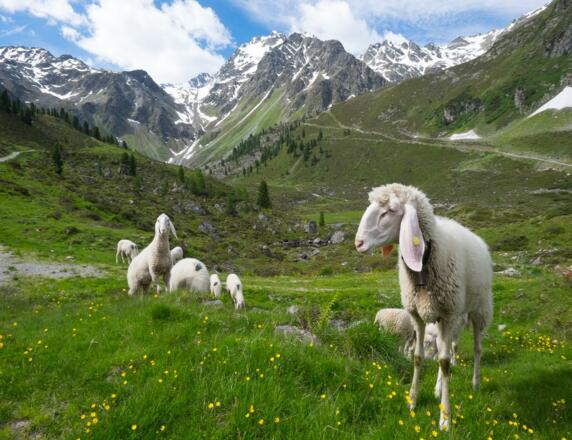 Fundustal Sommer Schafe