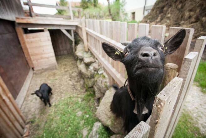 Ferienhof Schmölz, Ziegen 1