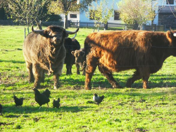 Bauernhof Amtmann in Grünau im Almtal 4