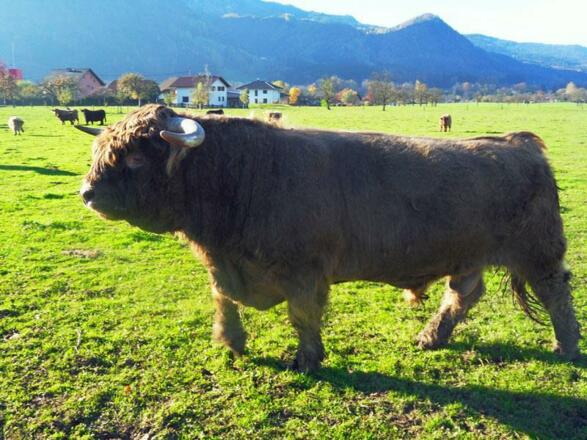 Bauernhof Amtmann in Grünau im Almtal 3
