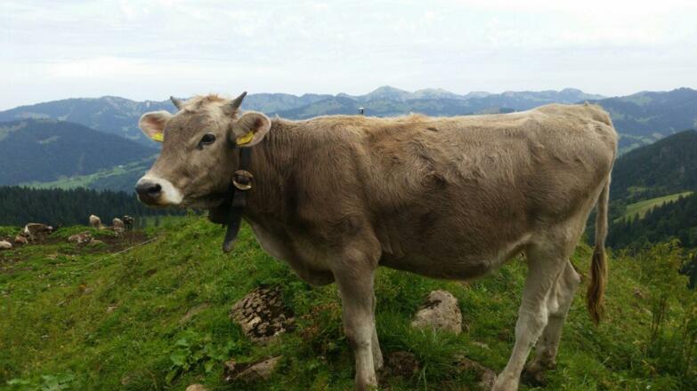 Allgäuer Braunvieh