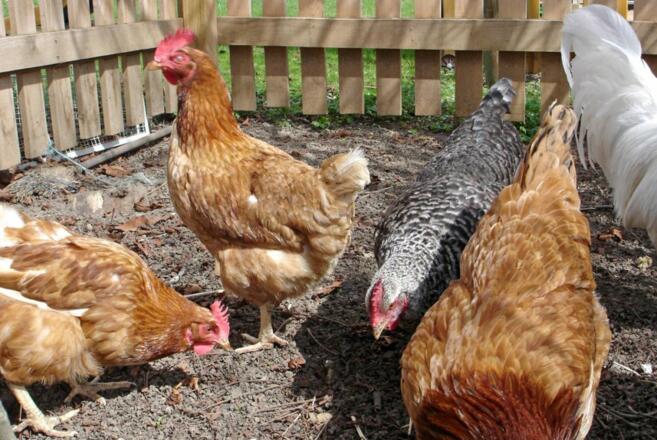 Unsere Hühner