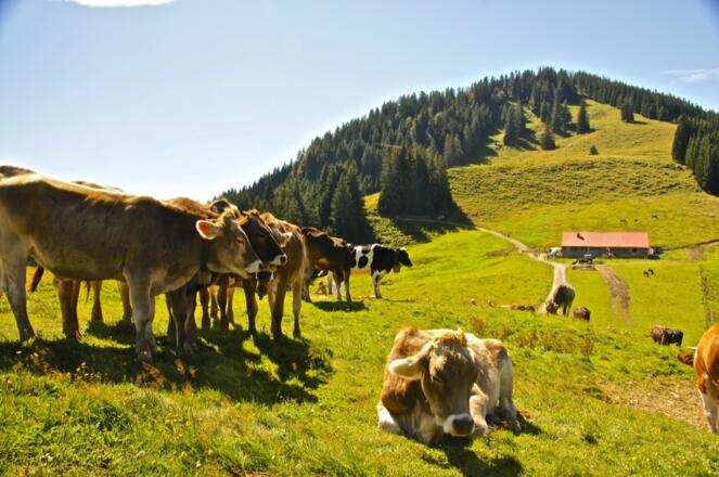 Fahnengehren Alpe mit Sigiswanger Horn