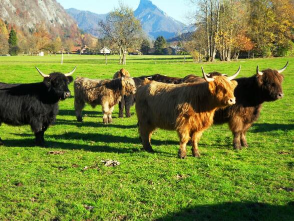 Bauernhof Amtmann in Grünau im Almtal