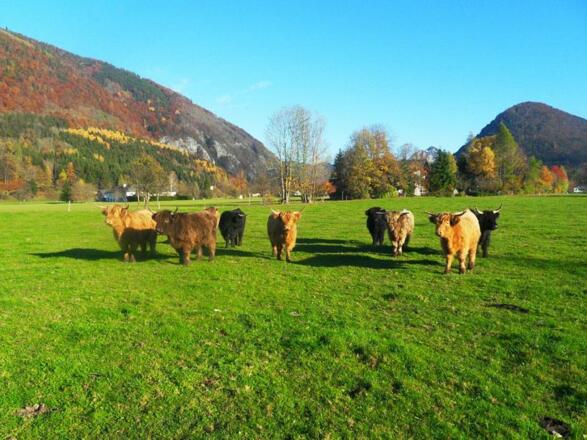 Bauernhof Amtmann in Grünau im Almtal 5