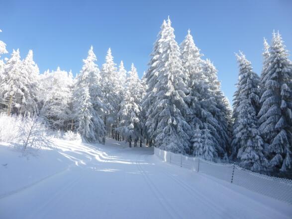 Abschnitt durch Wasserschutzgebiet auf Predigtstuhl-Höhe