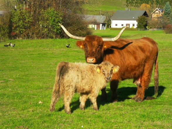 Bauernhof Amtmann in Grünau im Almtal 6