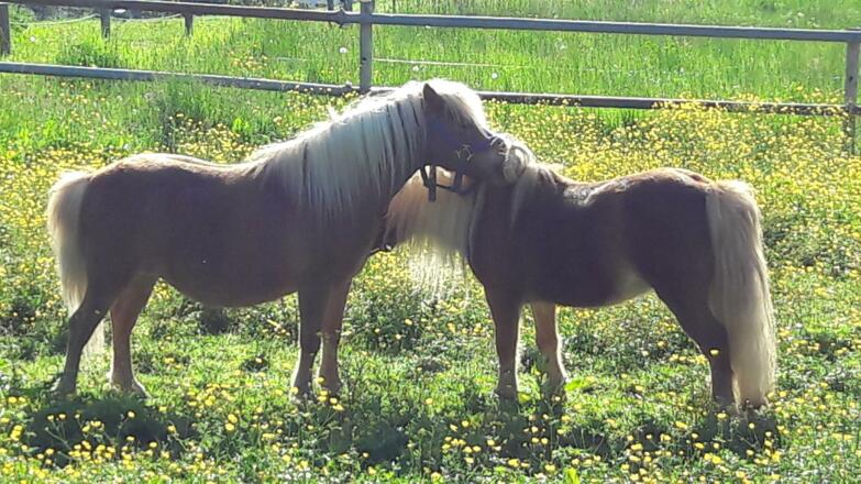Prinz Poldi und Piccolo