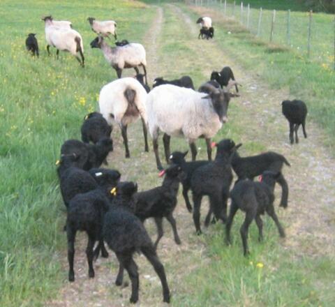 Heidschnucken Nachwuchs