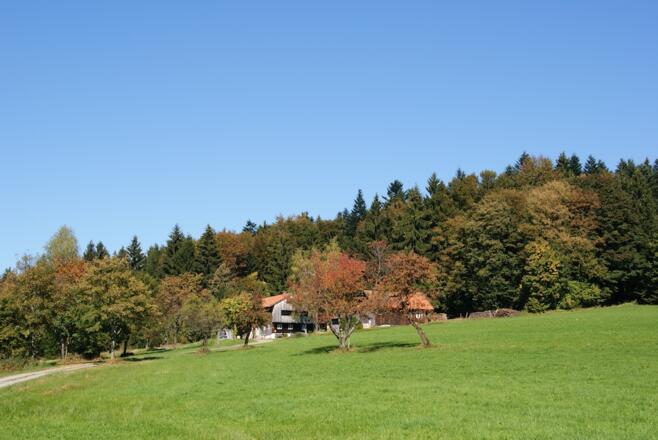 Weiler Ahorn vom Weg von Hüglhof