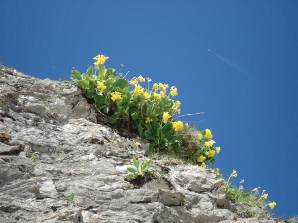 Wildpartengen unterhalb vom Giebel