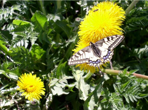Ochsenkogel 935m mit Schwalbenschwanz