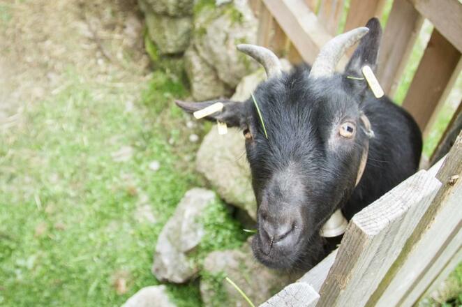 Ferienhof Schmölz, Ziegen 2