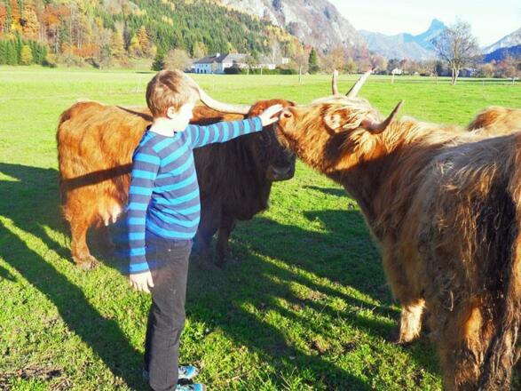 Bauernhof Amtmann in Grünau im Almtal 2